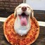 pizza dog