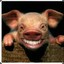 Flying Pig