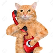 RING RING PUSSY