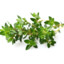 Justin Thyme