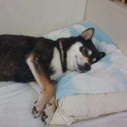 helicopter bingus avatar