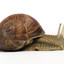 bob the snail