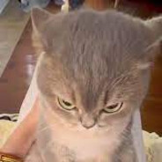 voltz - steam id 76561199817908067