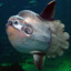 Argentinian Ocean Sunfish