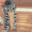 Cat with noodles