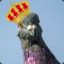 The Pigeon King