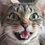 Ponzito