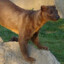 fossa excelsa