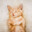 Chikie