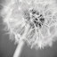 _Dandelion_