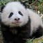 LuckyPanda
