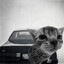 GNX CAT
