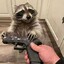 Jainwin Raccoon