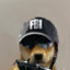犬の警官