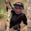 Tyler, The Monkey