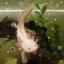 ☆Axolotl★