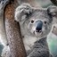 Jorge de Koala