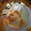 猫有病