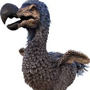 dodo