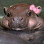 pipotam