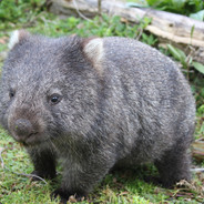 Chubzy wombat