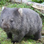 Chubzy wombat