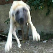 HACIM SEN YANLIŞ BİLİYOSUN