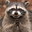 Devious_Raccoon's avatar