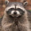 Devious_Raccoon