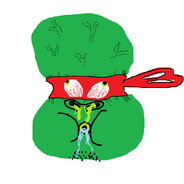 Raphael