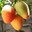 A Mango