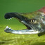 Salmontopia
