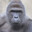HARAMBE KUN!