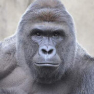 HARAMBE KUN!