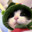 奶牛猫
