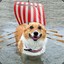 Corgo Ship