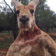 压也压不住怎么玩