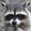 Raccoon4