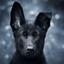 Black wolf