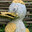 What_the_Duck?