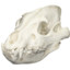 Hyena skull