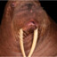 Horny Walrus