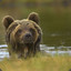 Ursus Brunus