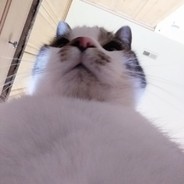 Vipah