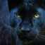 Panthera