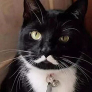 陈泽乐呲作饺儿