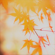 停车坐爱枫林晚