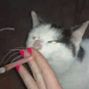 Cat with a blunt