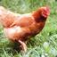 Poule