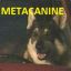 Metacanine